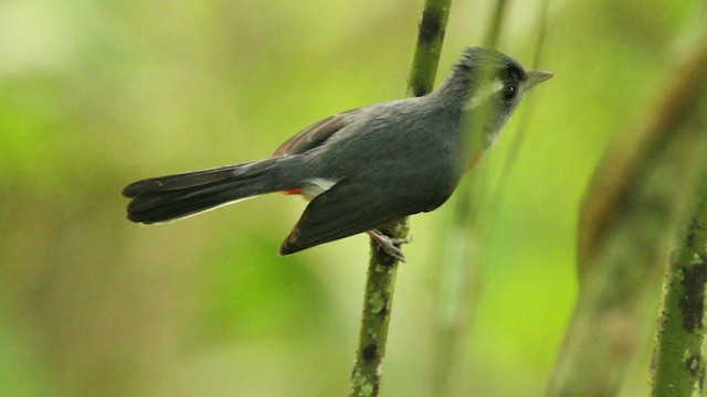 Gray-throated Chat - ML477760