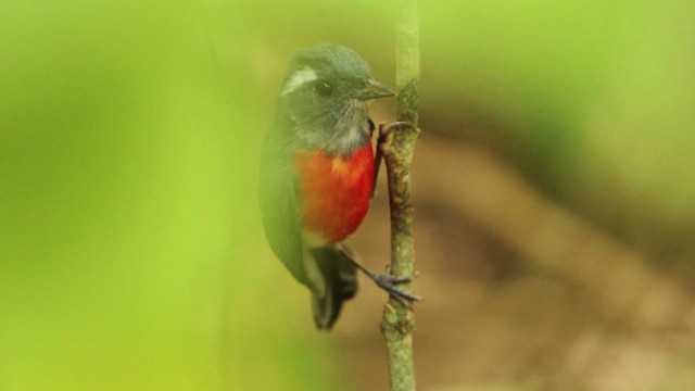 Gray-throated Chat - ML477761