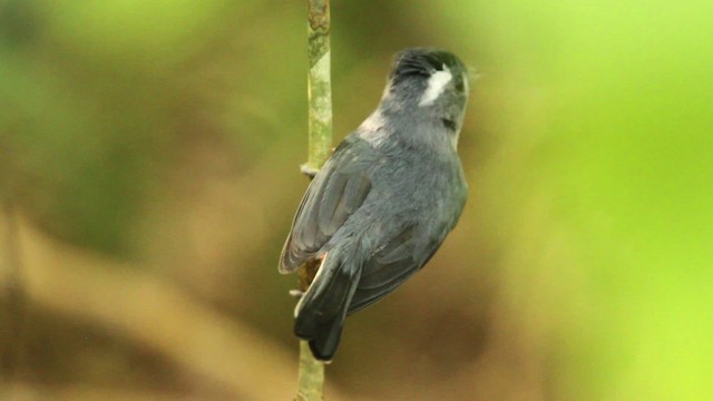 Gray-throated Chat - ML477762