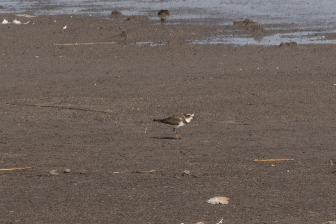 Semipalmated Plover - ML477762561
