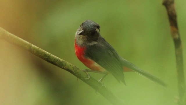 Gray-throated Chat - ML477766