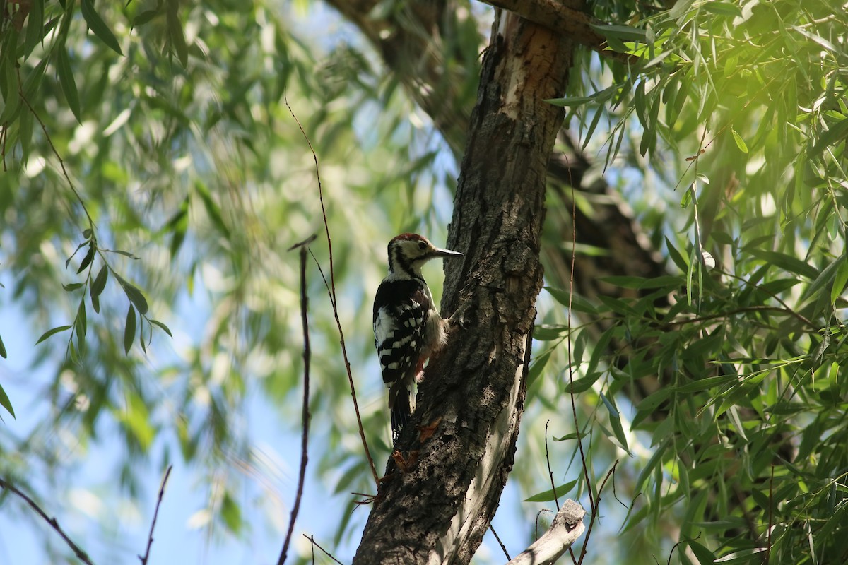 White-backed Woodpecker - ML477766681