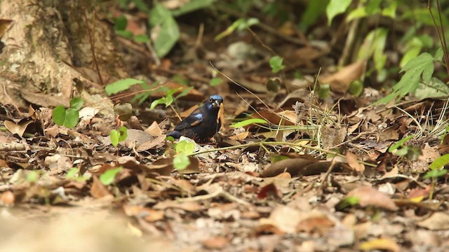 Blue Bunting (Middle America) - ML477767