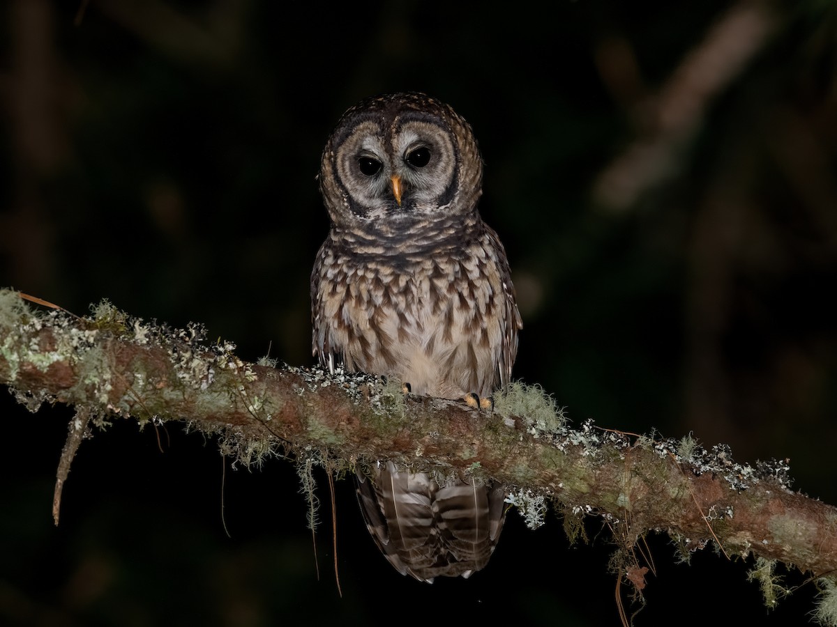 Fulvous Owl - Shailesh Pinto