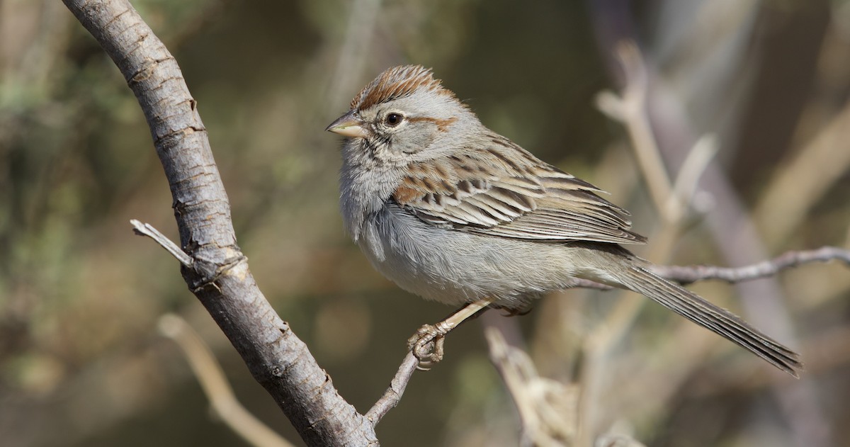 Rufous-winged Sparrow - ML477783541