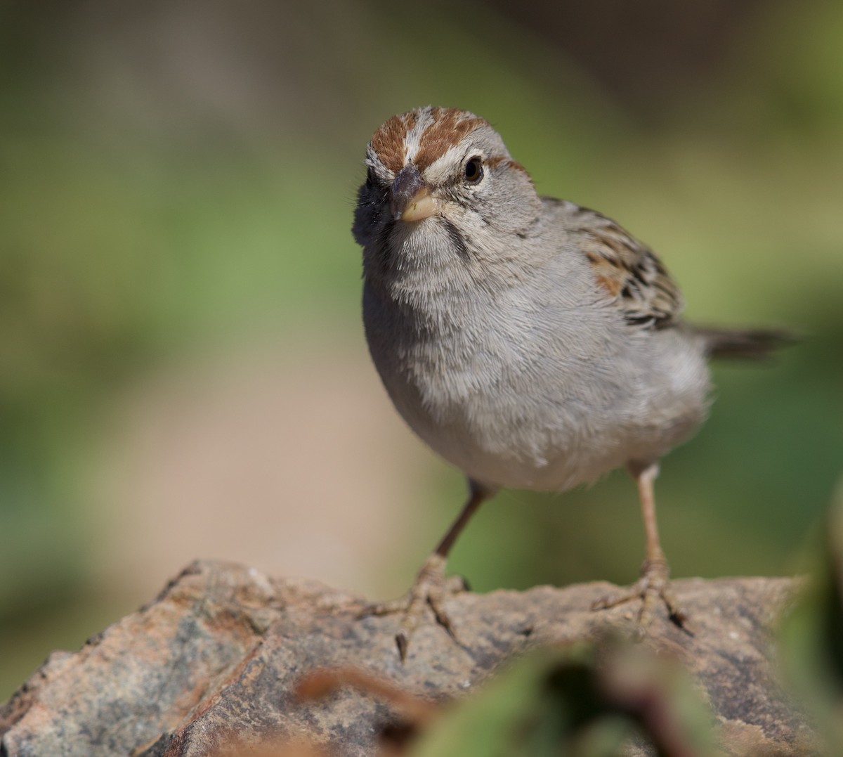 Rufous-winged Sparrow - ML477789001