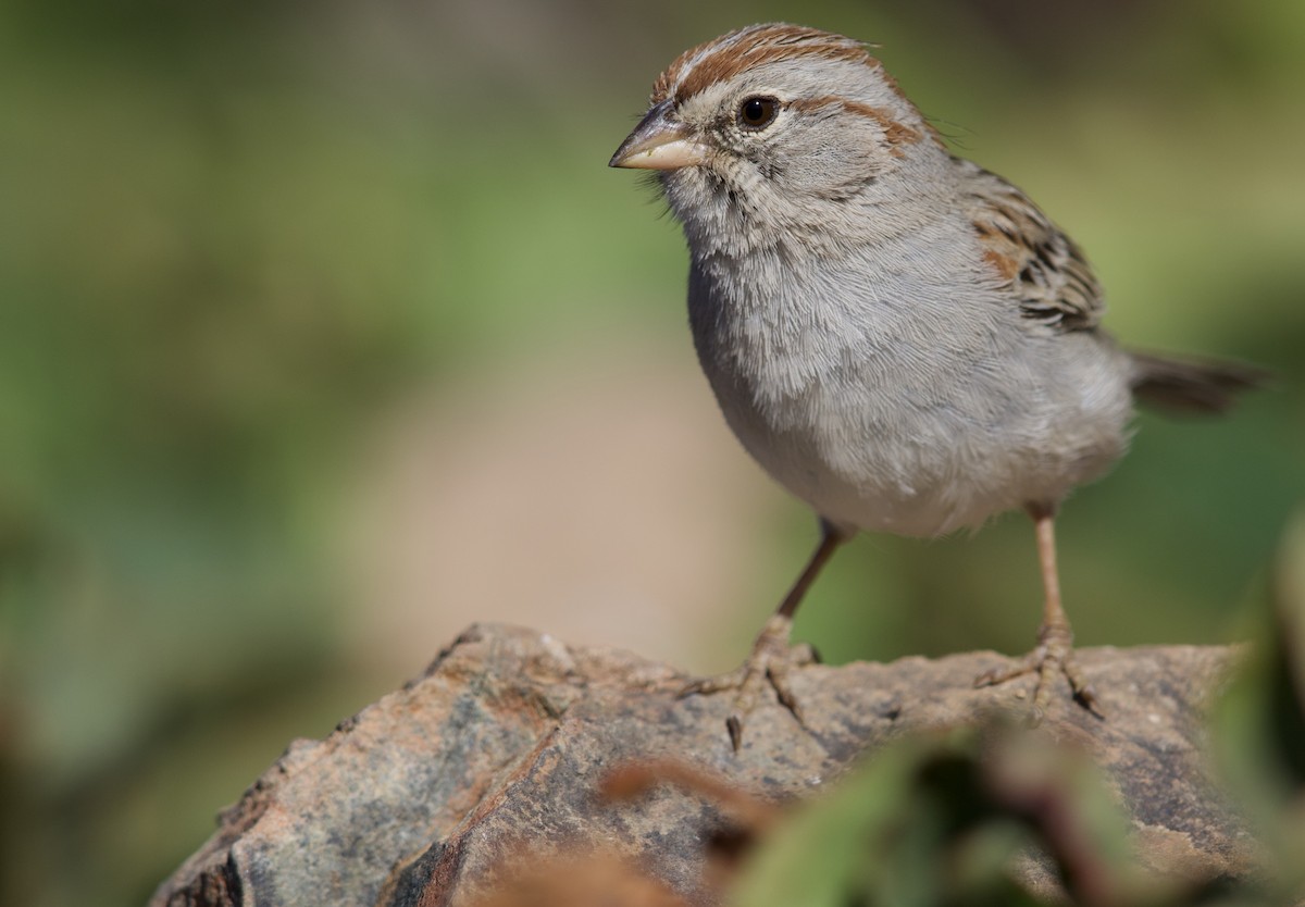 Rufous-winged Sparrow - ML477789011