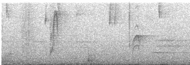 Kara Gözlü Junko (hyemalis/carolinensis) - ML477789931