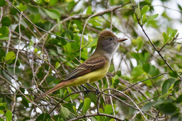 Great Crested Flycatcher - Mike Charest