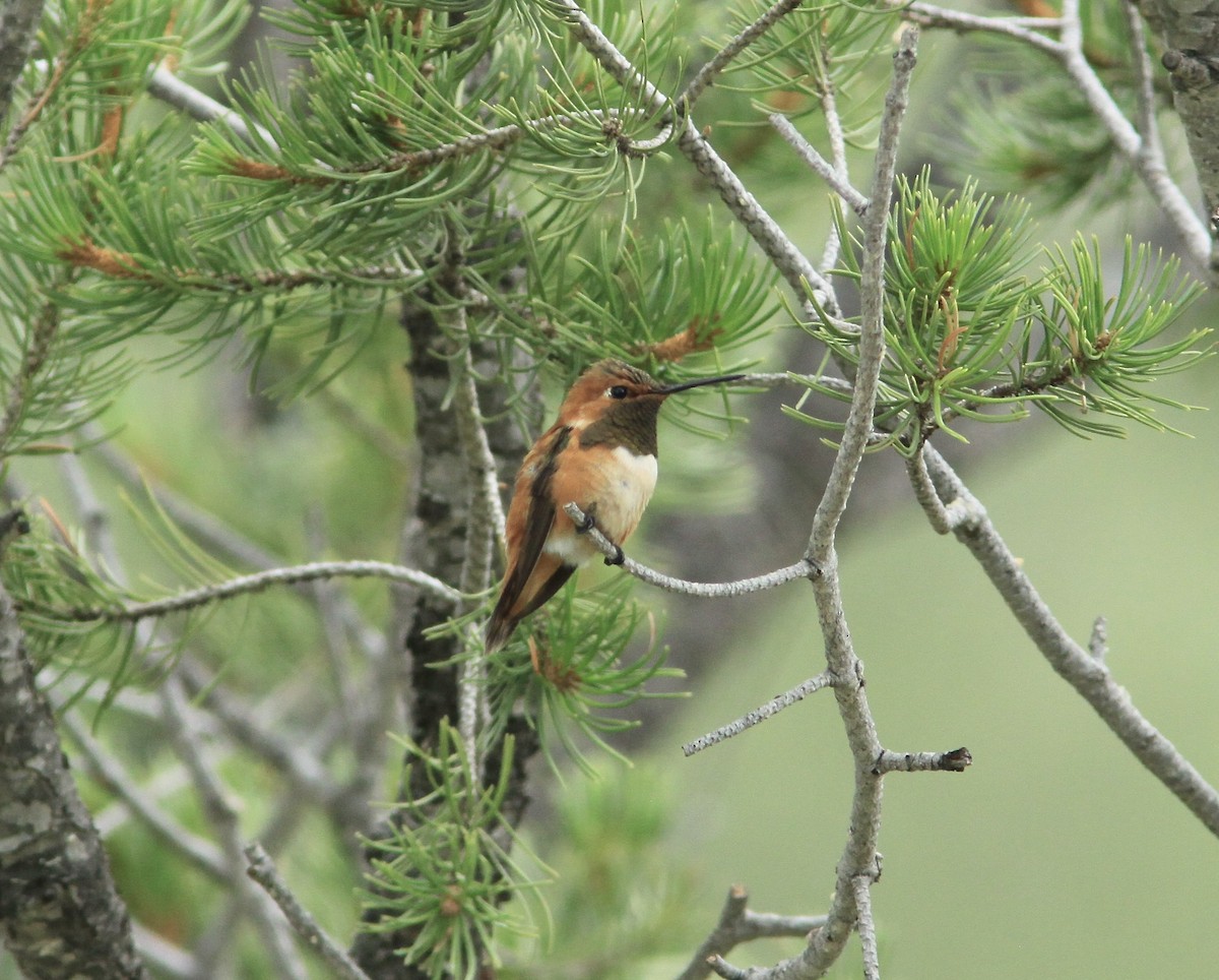 Rufous Hummingbird - ML477792431