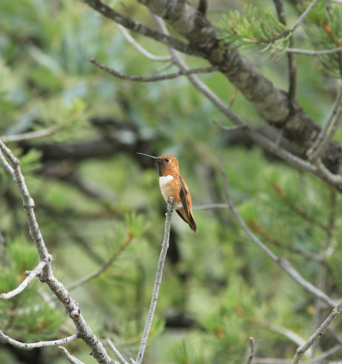 Rufous Hummingbird - ML477792441