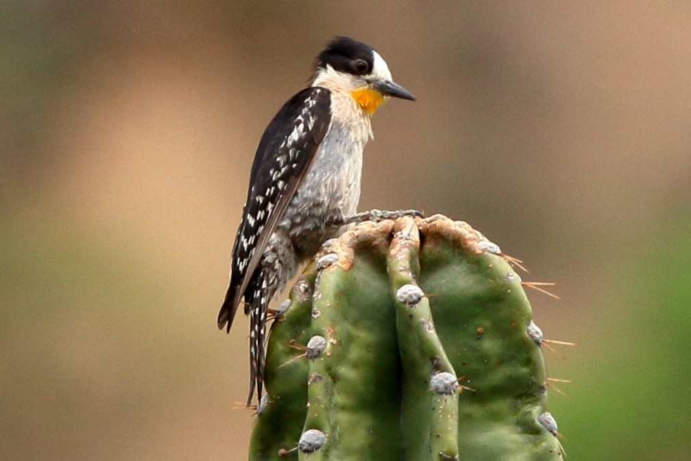 White-fronted Woodpecker - ML47780541