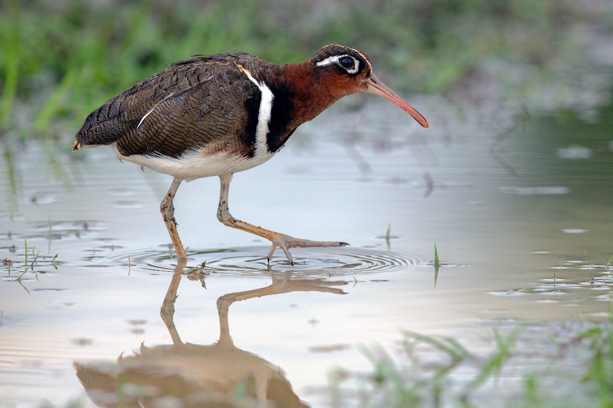 Greater Painted-Snipe - ML477805991