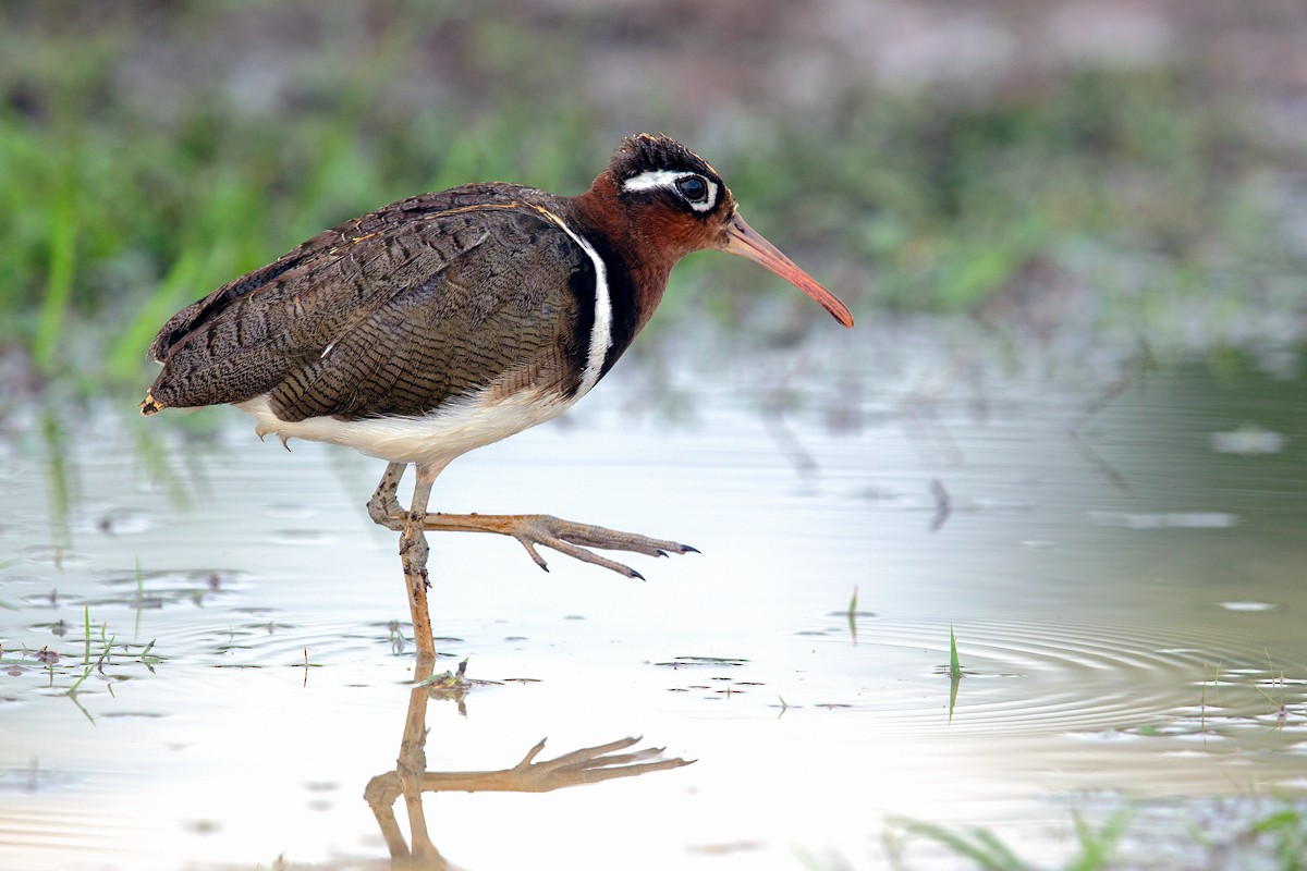 Greater Painted-Snipe - ML477806001