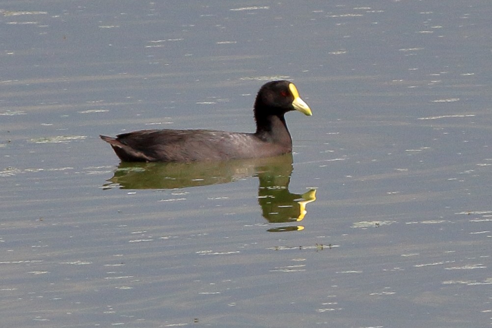 White-winged Coot - Manfred Bienert