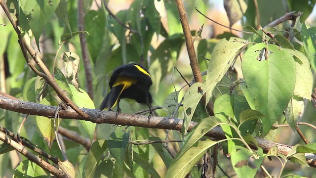 Yellow-winged Cacique - ML477814