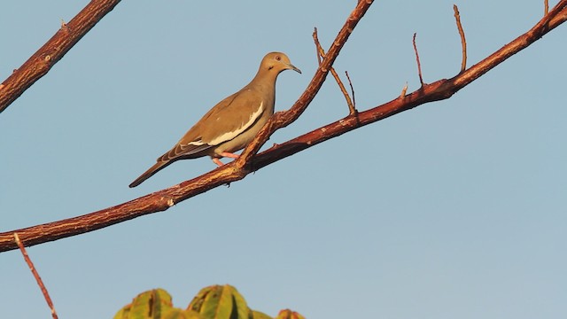 White-winged Dove - ML477817