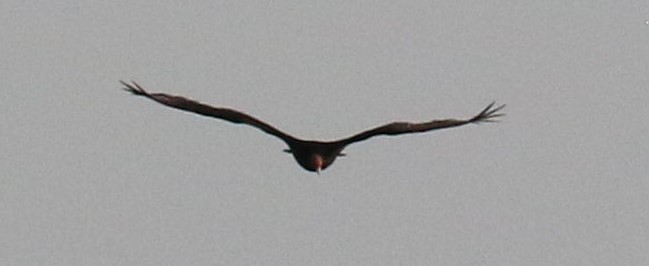 Turkey Vulture - ML477817511