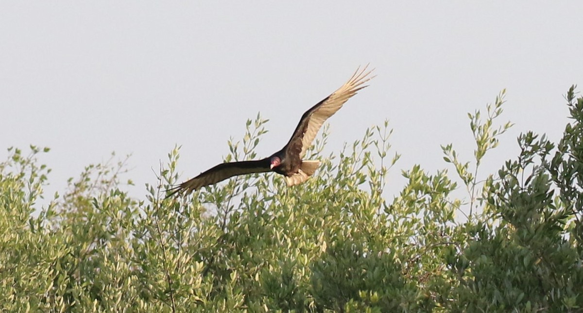 Turkey Vulture - ML477818581