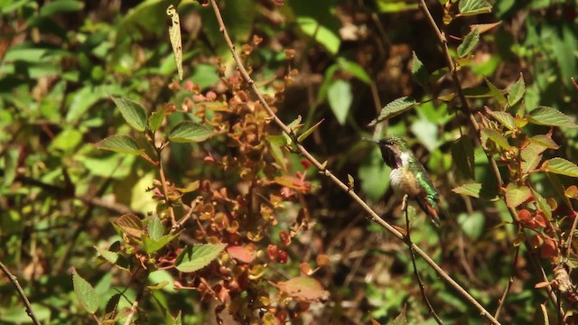 Bumblebee Hummingbird - ML477819