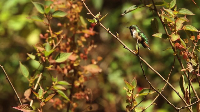 Bumblebee Hummingbird - ML477820