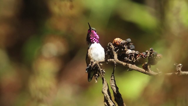 Bumblebee Hummingbird - ML477821