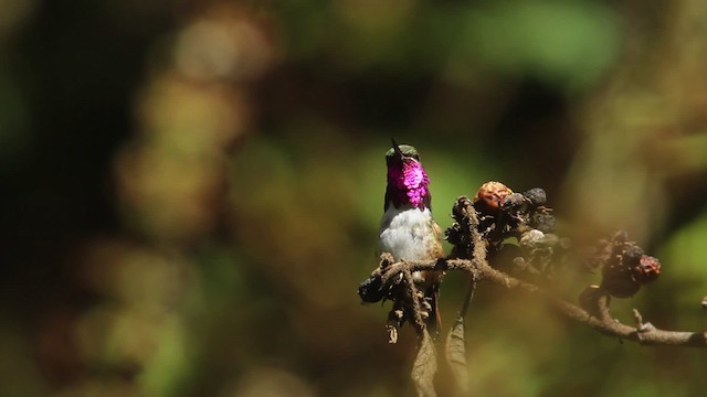 Bumblebee Hummingbird - ML477822