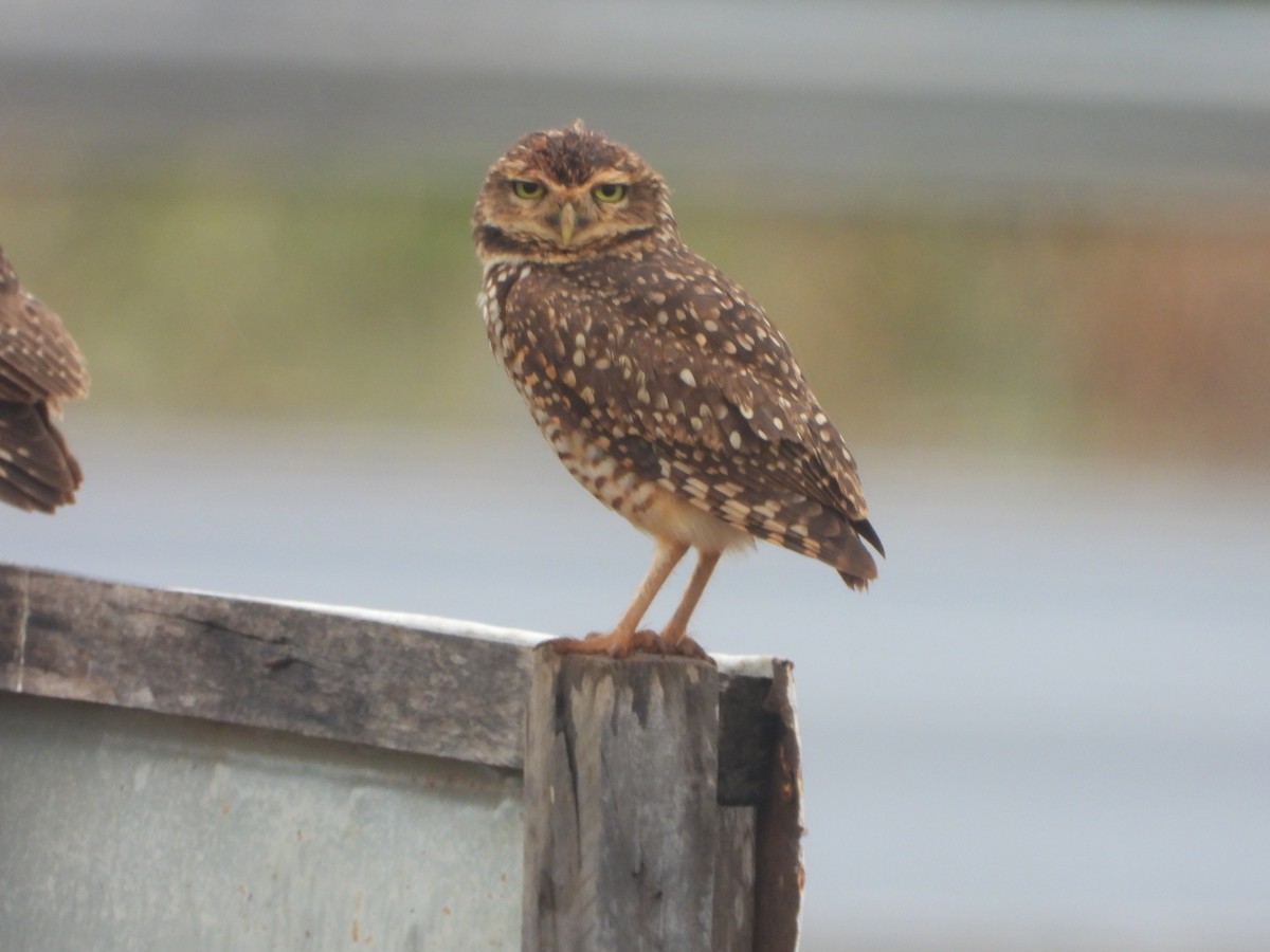 Burrowing Owl - ML477827521