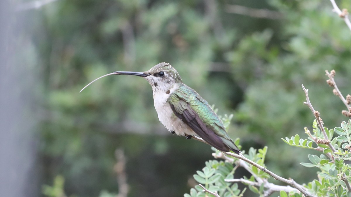 Ruby-throated Hummingbird - Andrew Orgill