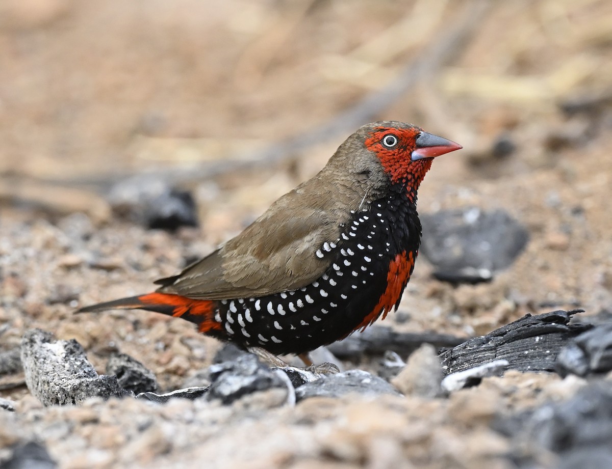 Painted Firetail - ML477832311