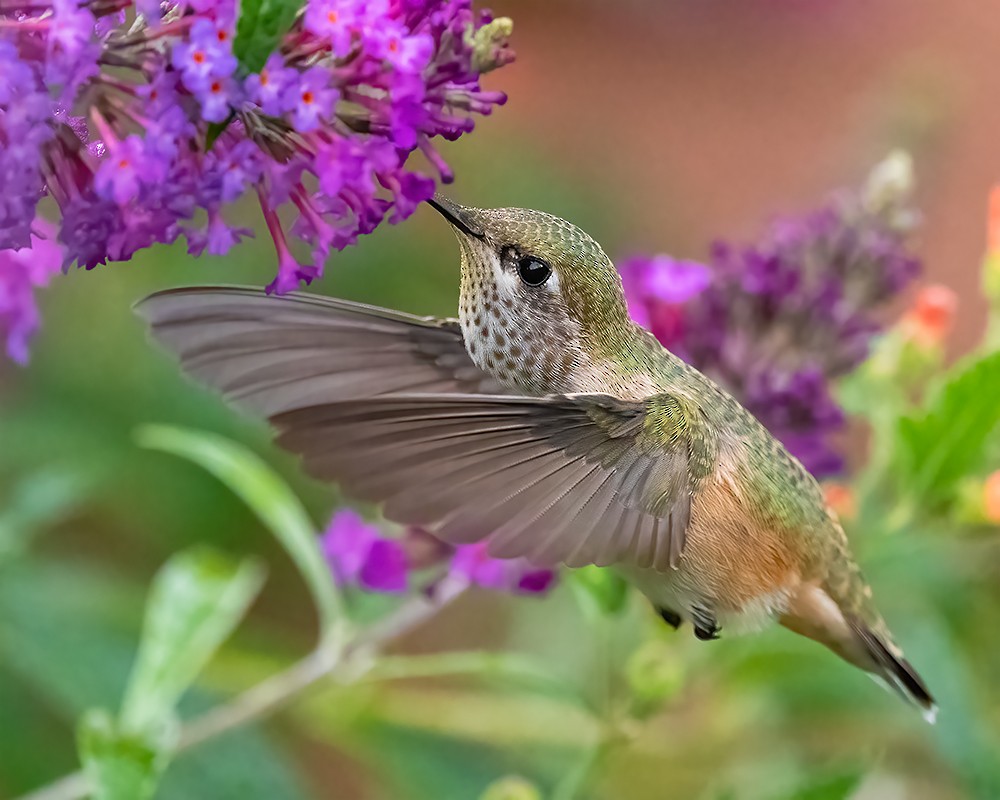Calliope Hummingbird - Farokh Jamalyaria