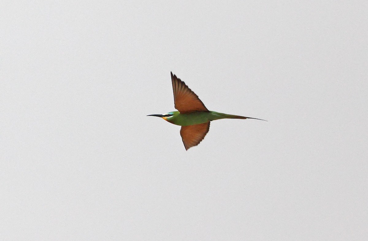 Blue-cheeked Bee-eater - ML477834151