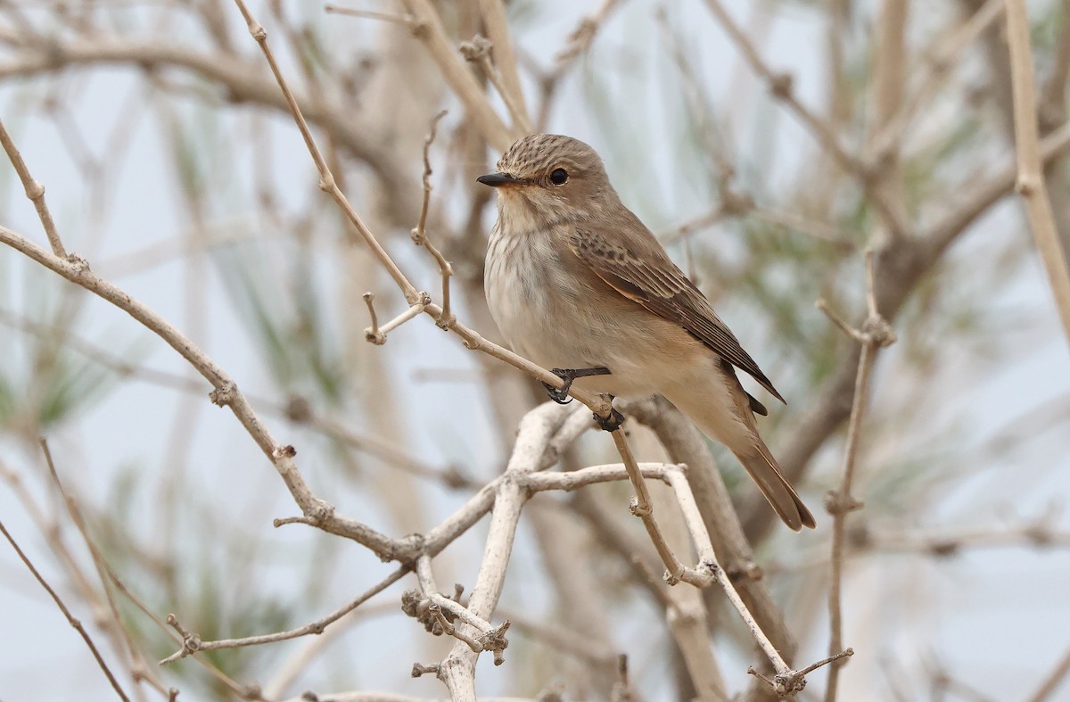 Spotted Flycatcher (Spotted) - ML477834311