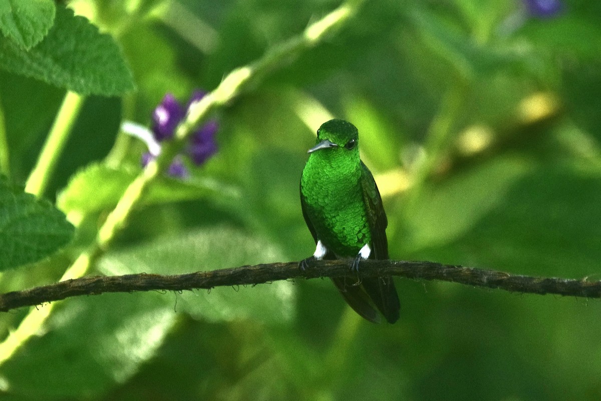 Blue-vented Hummingbird - ML477834361