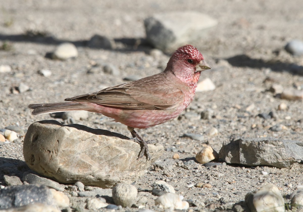 Great Rosefinch (Spotted) - ML477836231