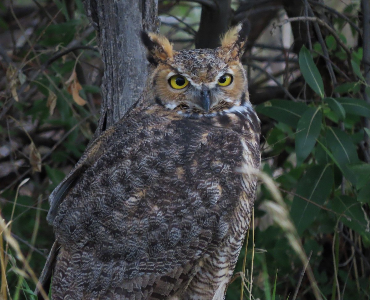 Great Horned Owl - David Smith