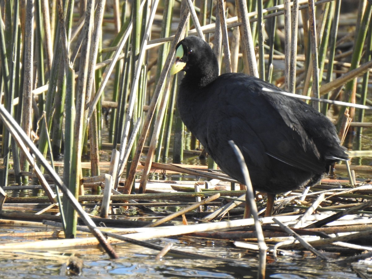 Red-gartered Coot - ML477842121