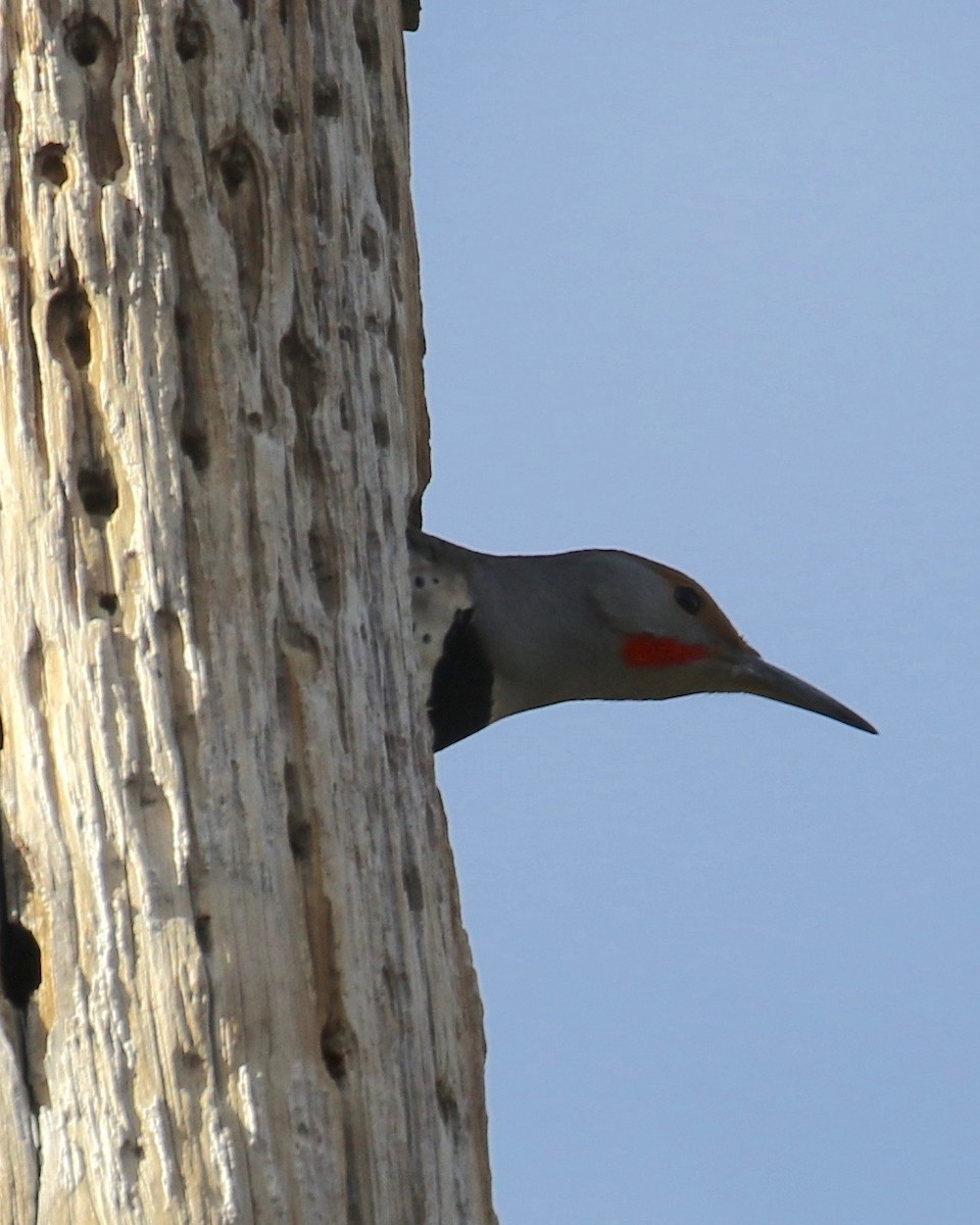 Northern Flicker (Red-shafted) - ML47784341