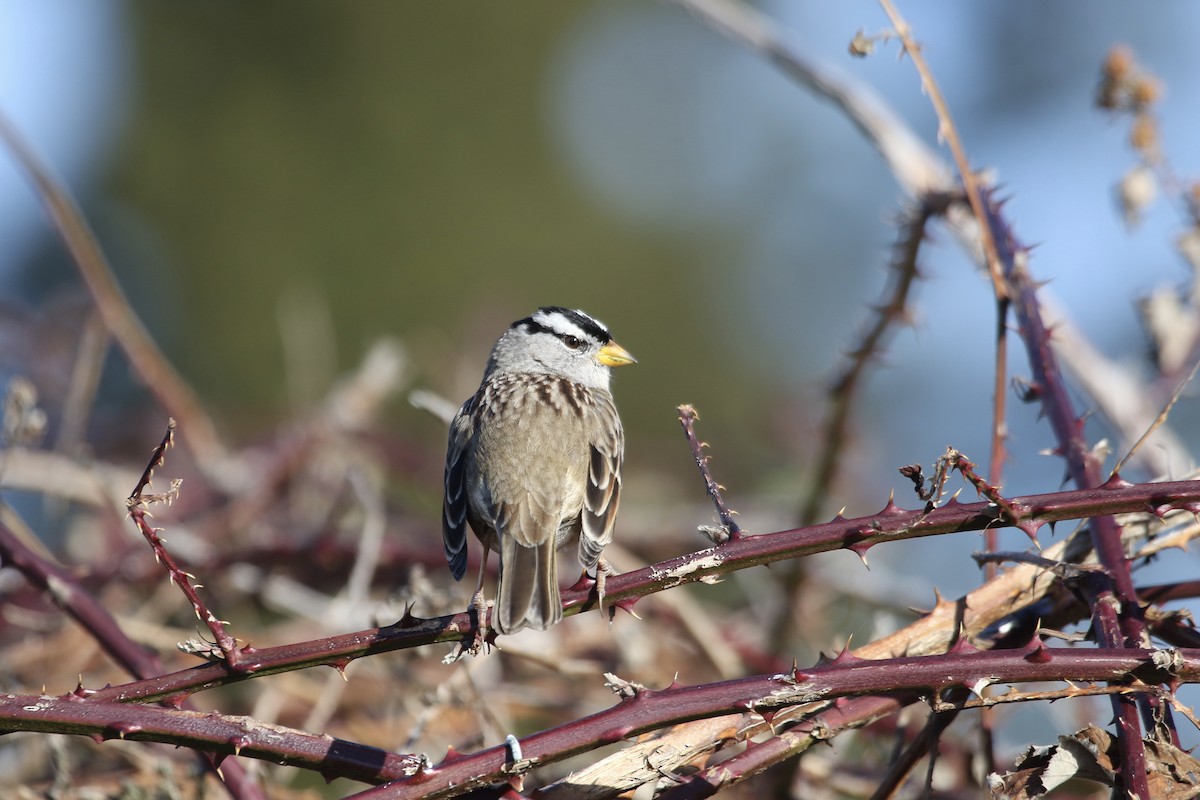 White-crowned Sparrow (pugetensis) - Eric Heisey