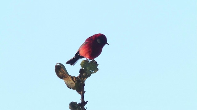 Red Warbler (White-cheeked) - ML477849