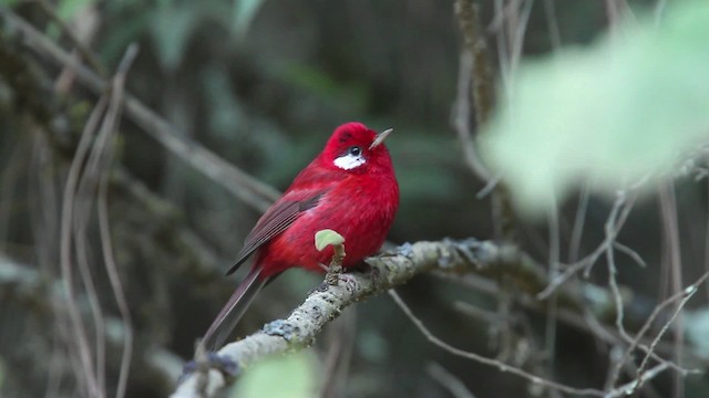 Red Warbler (White-cheeked) - ML477850