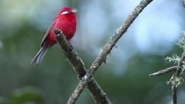 Red Warbler (White-cheeked) - ML477851
