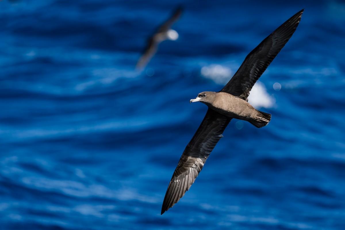Flesh-footed Shearwater - ML477851591