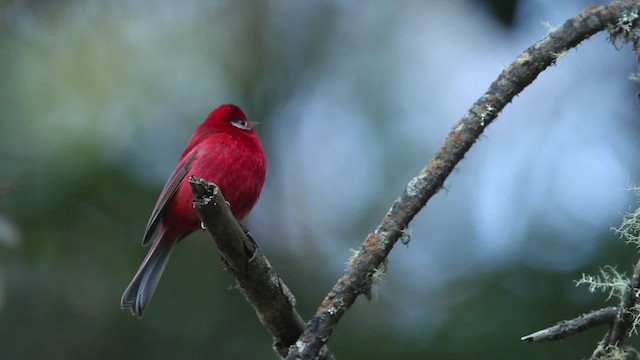 Red Warbler (White-cheeked) - ML477852
