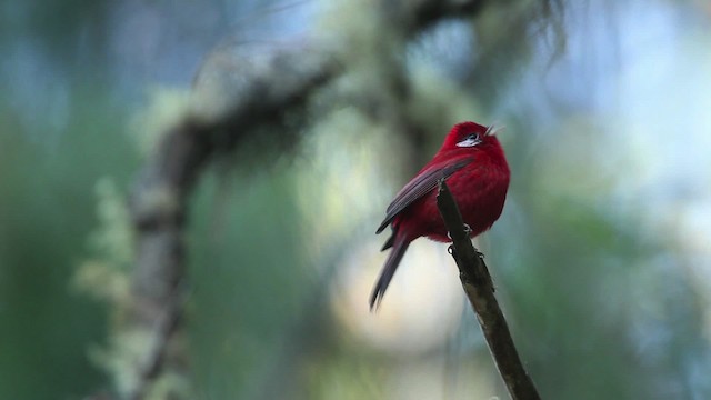 Red Warbler (White-cheeked) - ML477853
