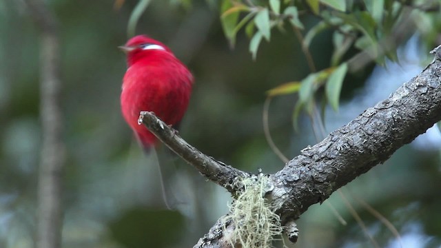 Red Warbler (White-cheeked) - ML477854