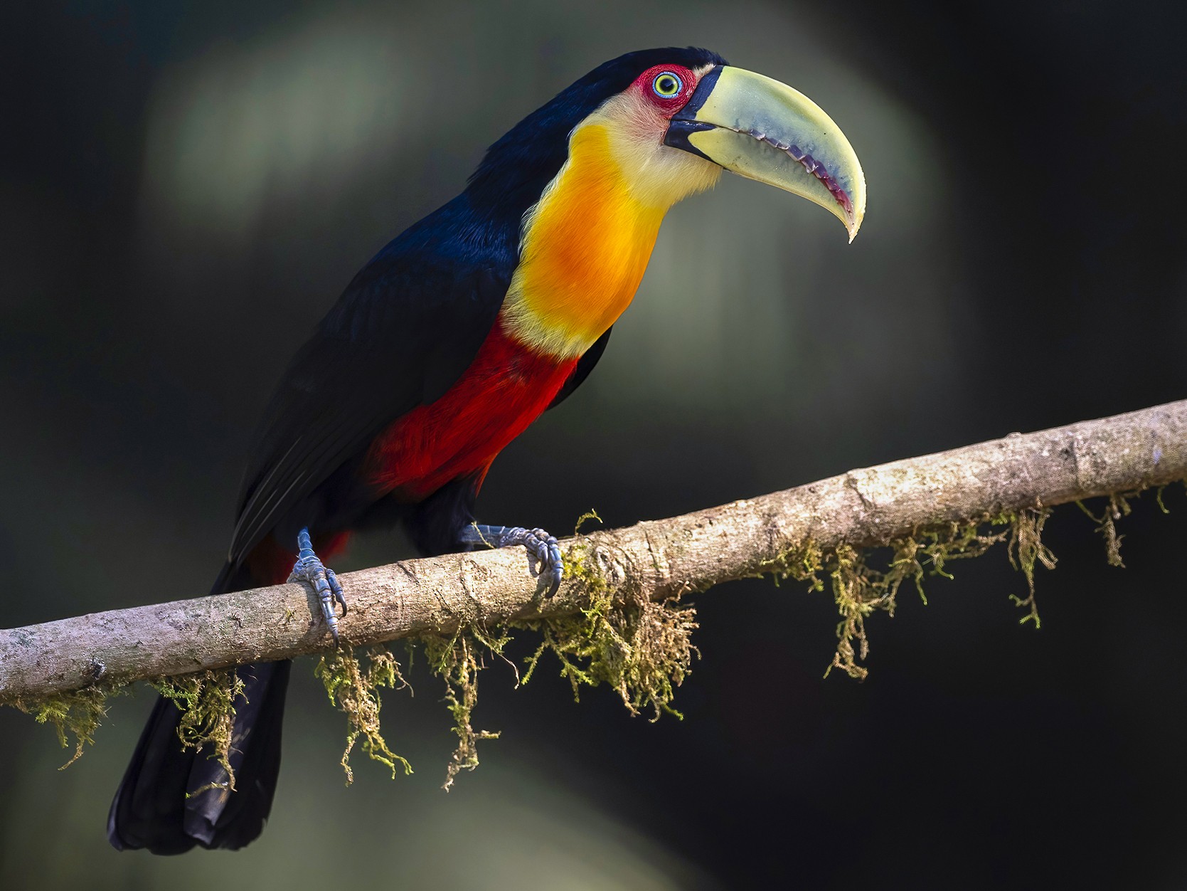 Red-breasted Toucan - Andres Vasquez Noboa