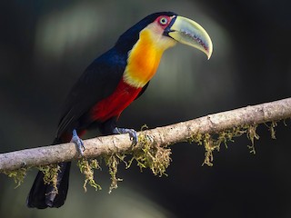  - Red-breasted Toucan
