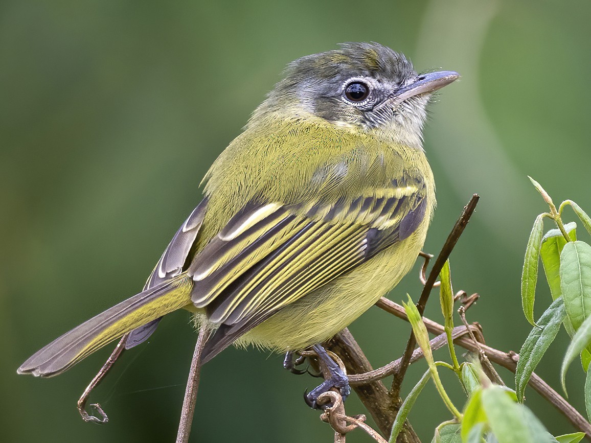 Yellow-olive Flycatcher - Andres Vasquez Noboa