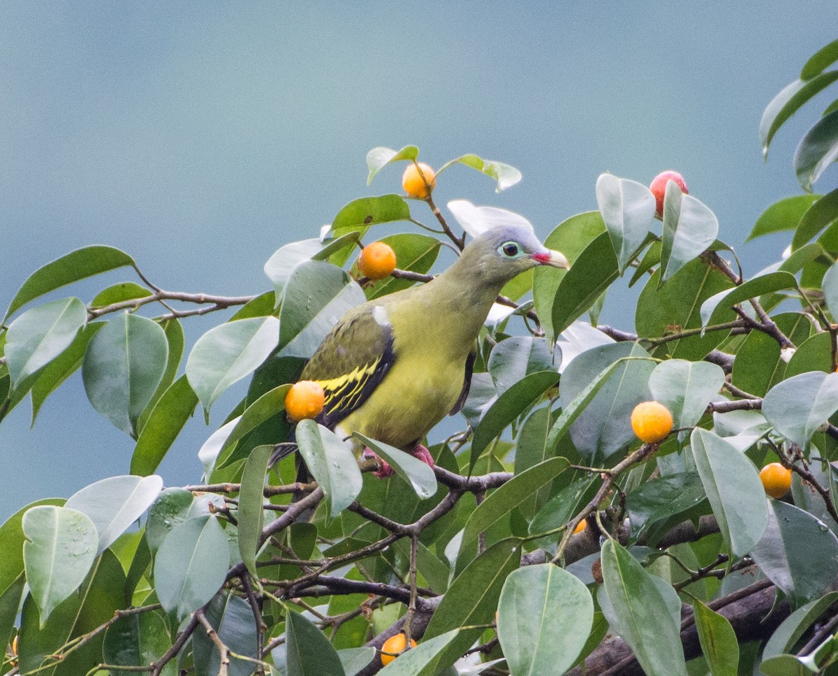 Thick-billed Green-Pigeon - ML477856291